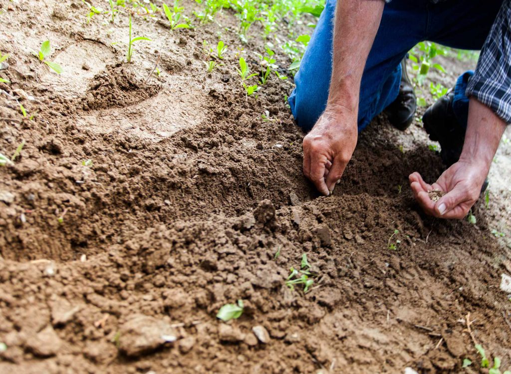 I si aprofitem per discutir sobre la renda bàsica agrària?
