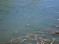 Colònia de tortugues a les aigües del voltant de la seu de Castelldefels