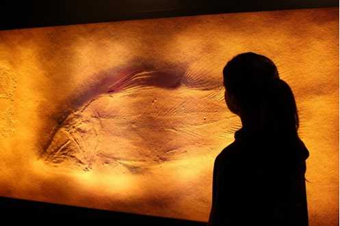Les “noces d’or” d’un museu local. Els fòssils marins del Triàsic d’Alcover-Mont-ral