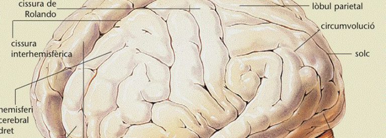 Anatomia cerebral bàsica. Som les nostres connexions (3)