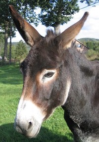 blog-11-_donkeys-in-the-elections