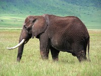 blog11_elephants-in-the-elections