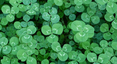 shamrock-11417971