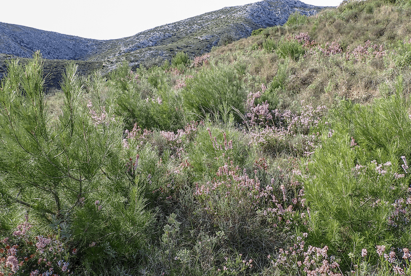 Rapid regrowth of pine trees and shrubs after the Vall d'Ebo wildfire in 2015. Photo: Isabeau Ottolini