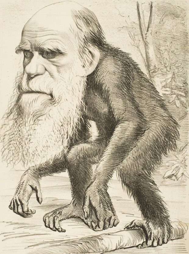 darwin mono mito origen de las especies
